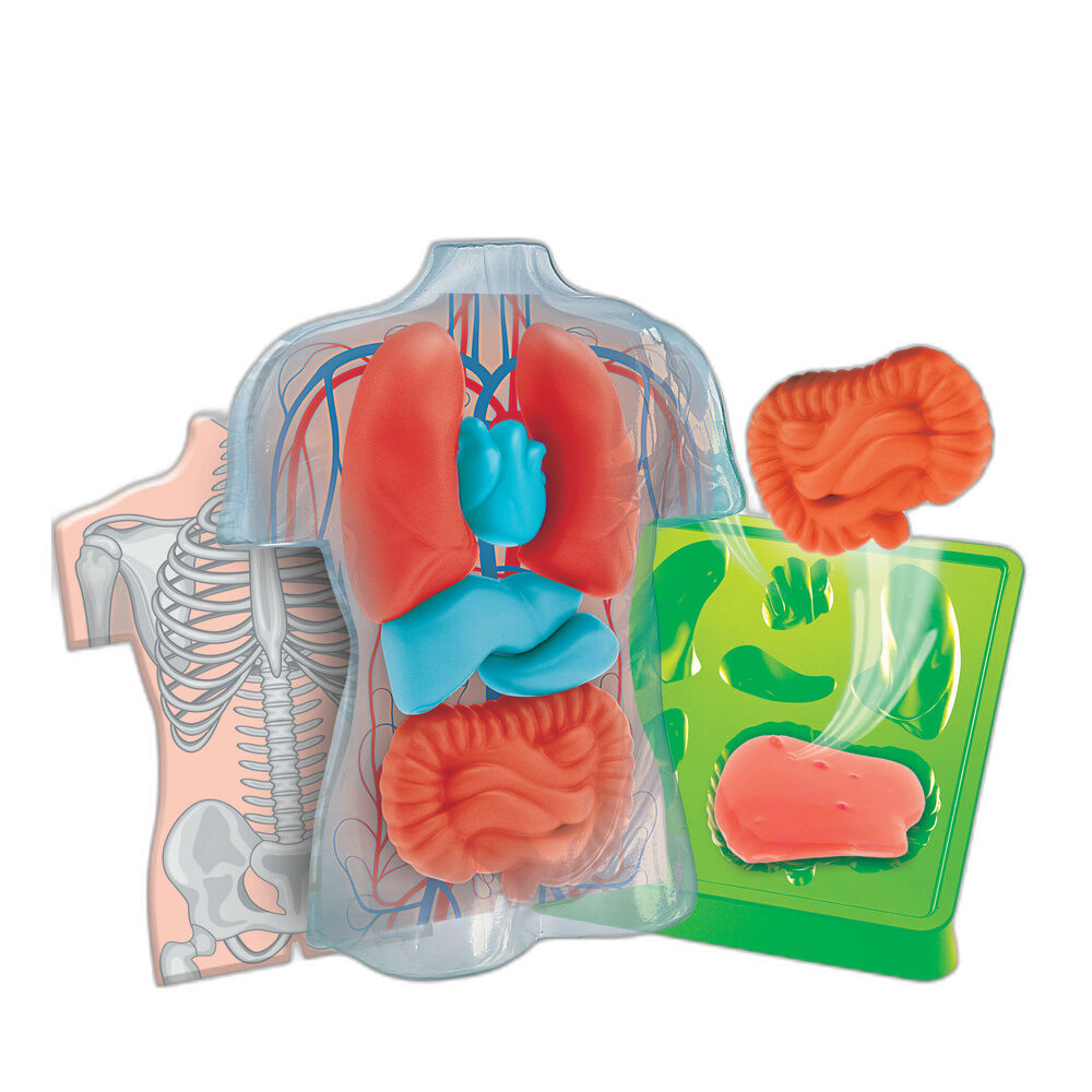 Squishy Organs Anatomy Kit Nerdscape