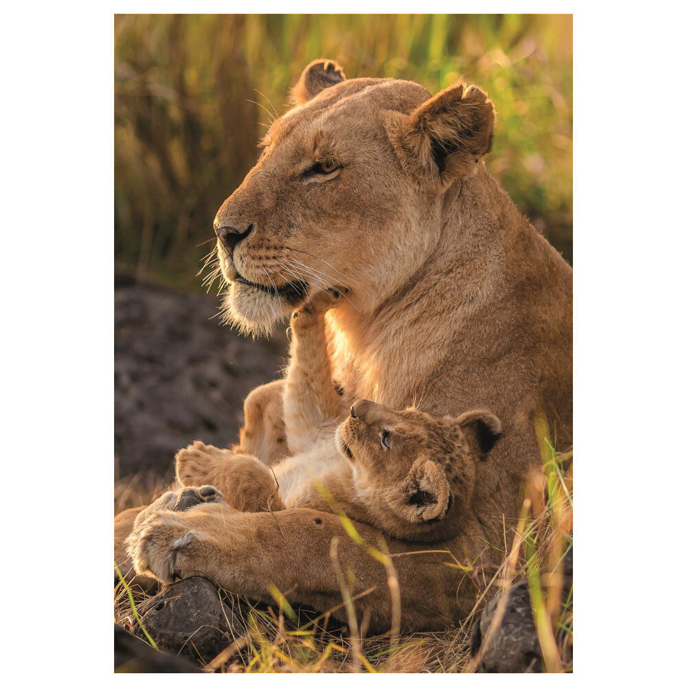 Feline Love puzzle 500pcs